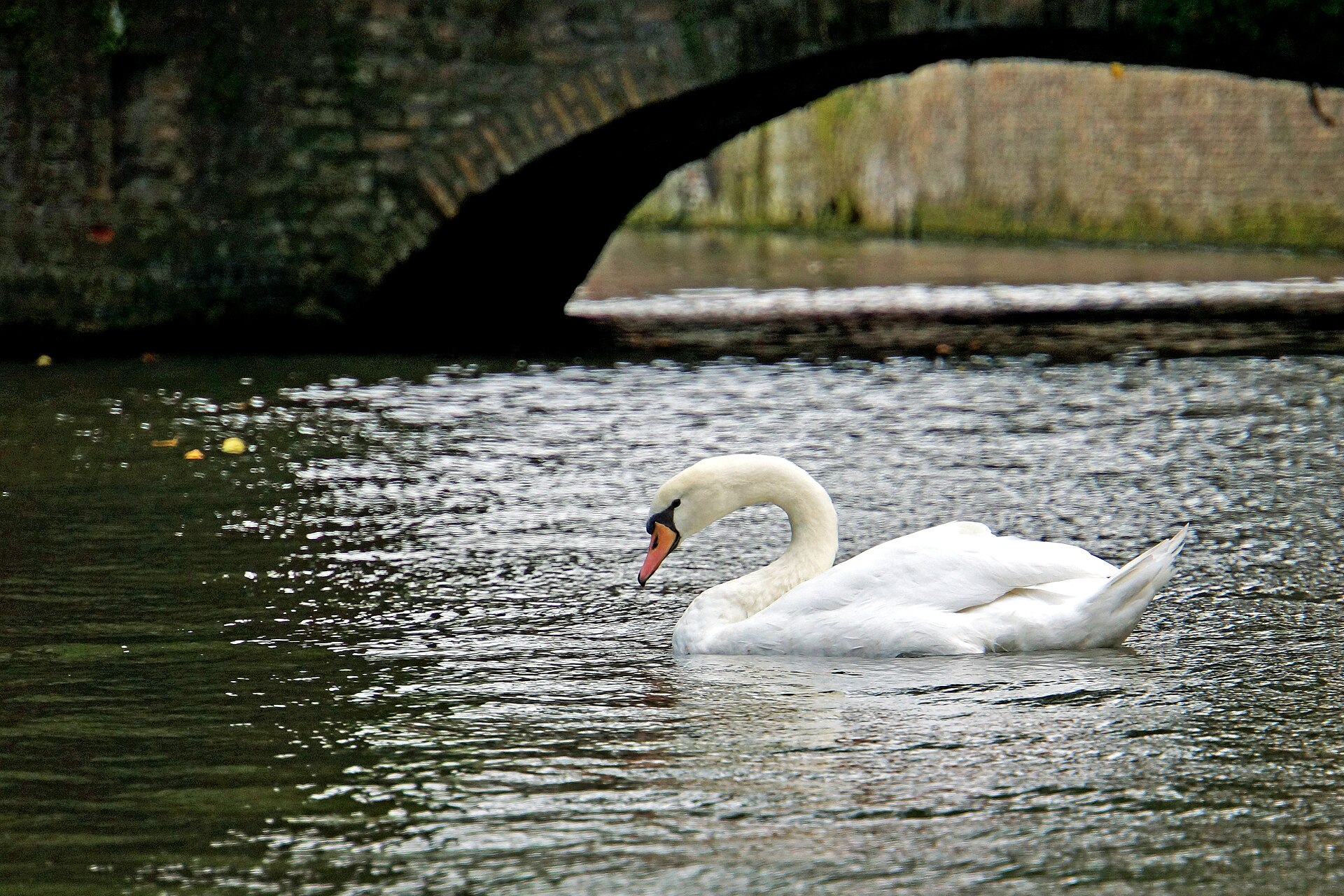 Suite du Cygne