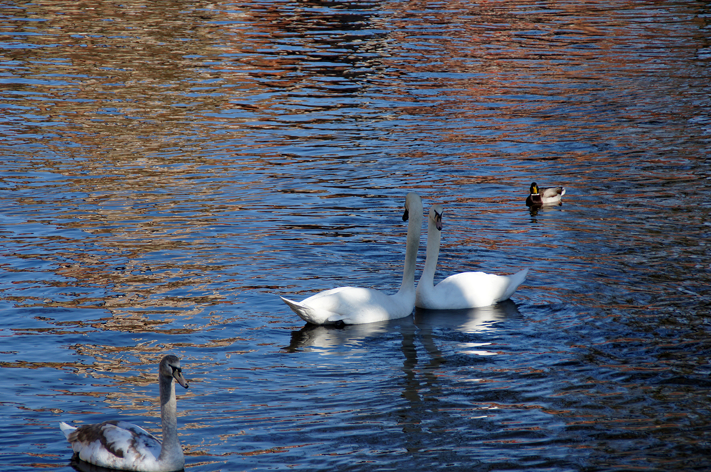 Cygne sur un canal de Bruges