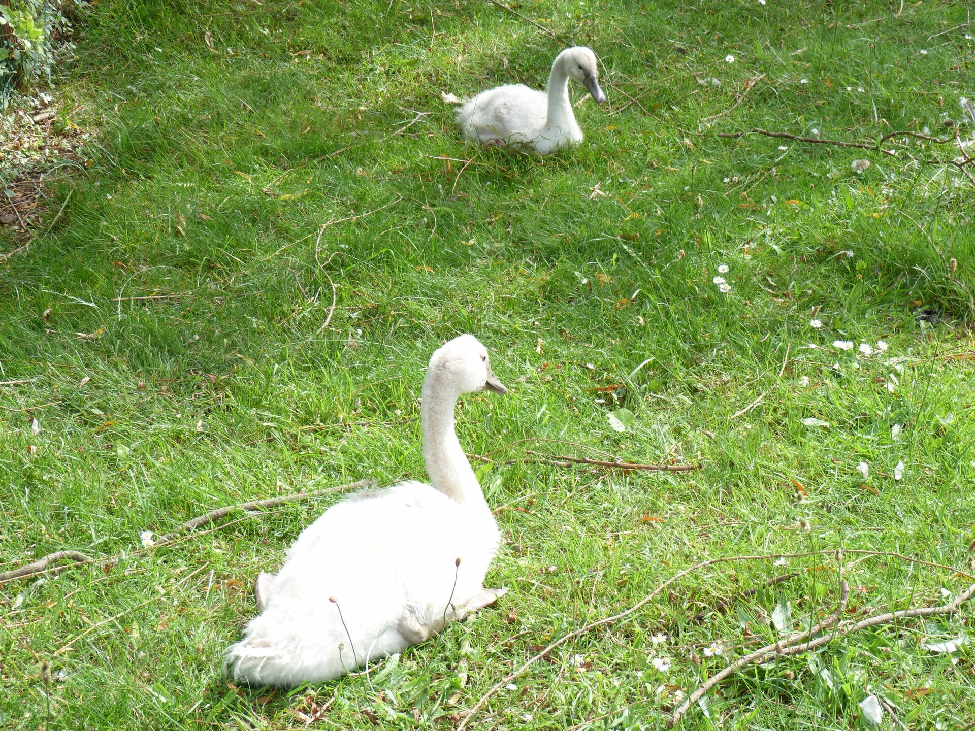 Cygne